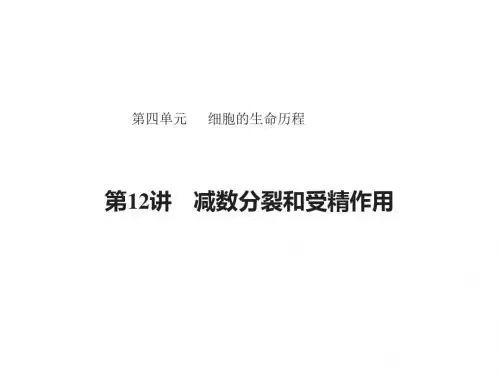 2019版高考生物一轮复习课件:第四单元 细胞的生命历程 第12讲