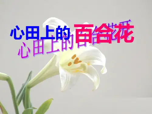 心田上的百合花PPT课件