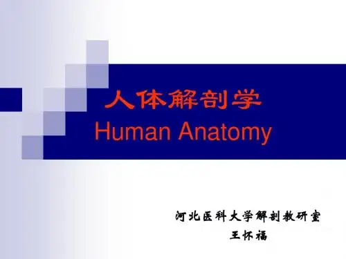 骨学绪论