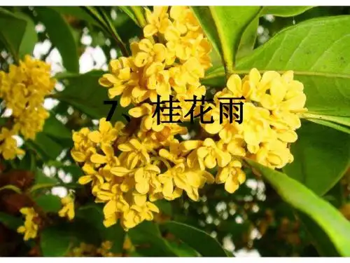 7、桂花雨