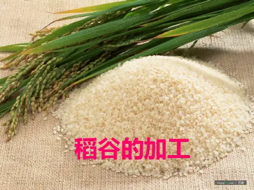 稻谷的加工