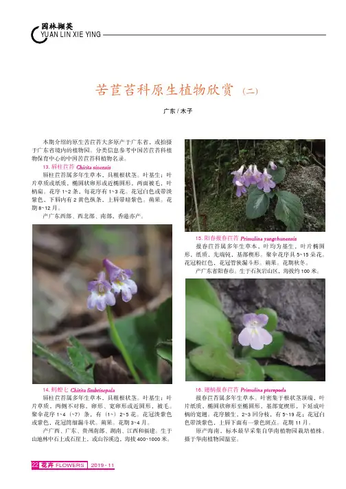 苦苣苔科原生植物欣赏(二)