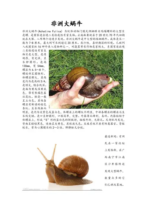 非洲大蜗牛