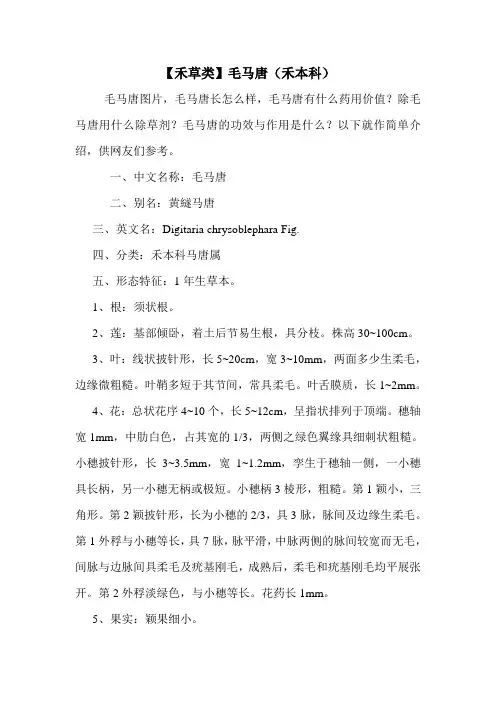 【禾草类】毛马唐(禾本科)