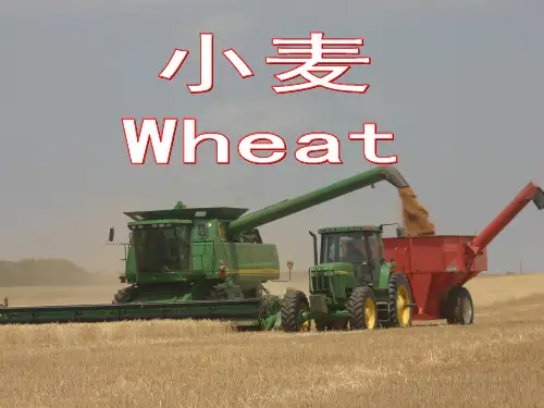 小麦课件