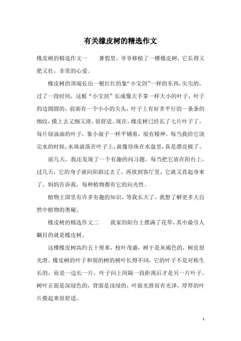 有关橡皮树的精选作文