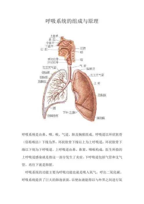 呼吸系统的组成与原理