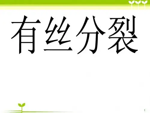 有丝分裂的过程