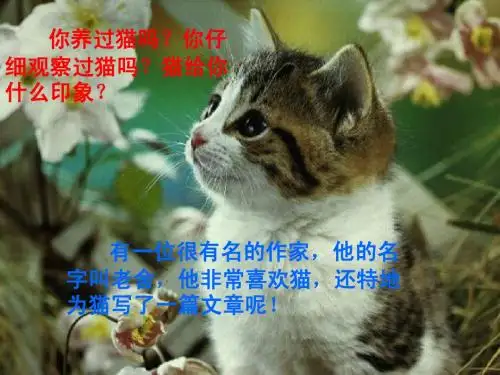 猫-公开课