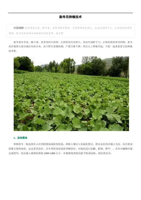 款冬花种植技术