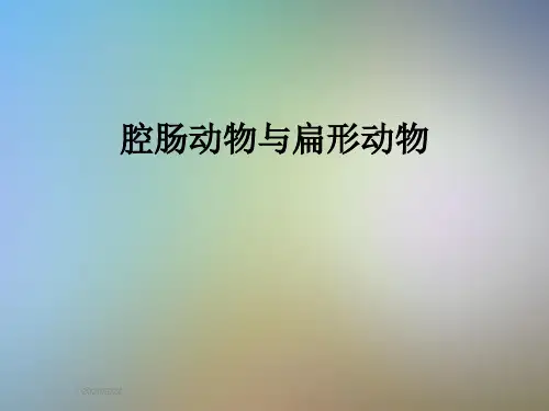 腔肠动物与扁形动物