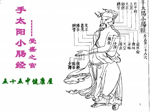 手太阳小肠经ppt课件