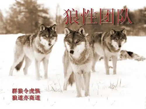 狼性团队课件