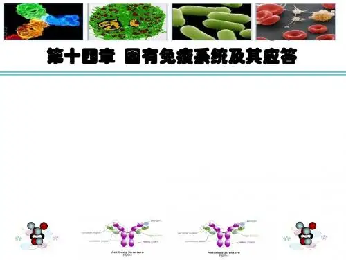 医学免疫学-第十四章 固有免疫系统及其介导的免疫应答