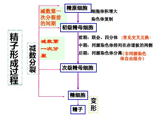 减数第一次分裂前的间期