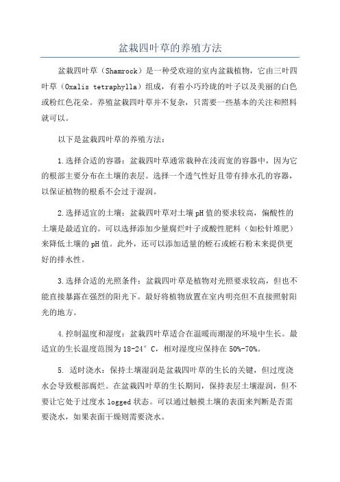 盆栽四叶草的养殖方法