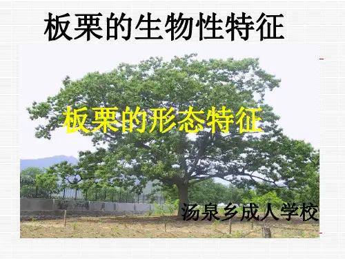 板栗生物性特征
