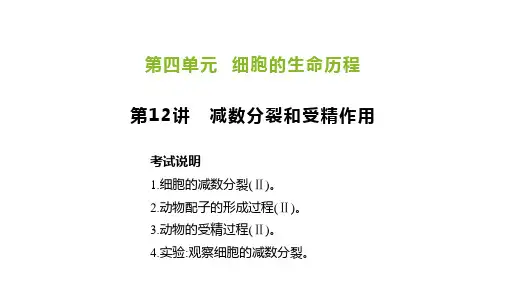 2讲减数分裂
