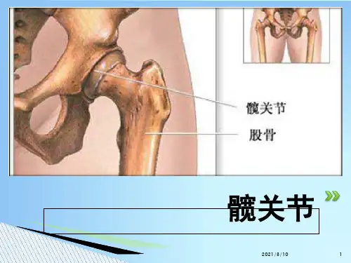髋关节的解剖ppt课件