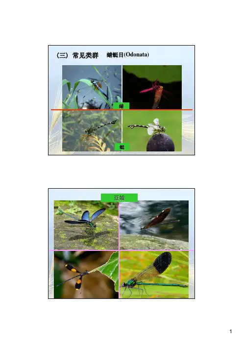 常见昆虫图片 2