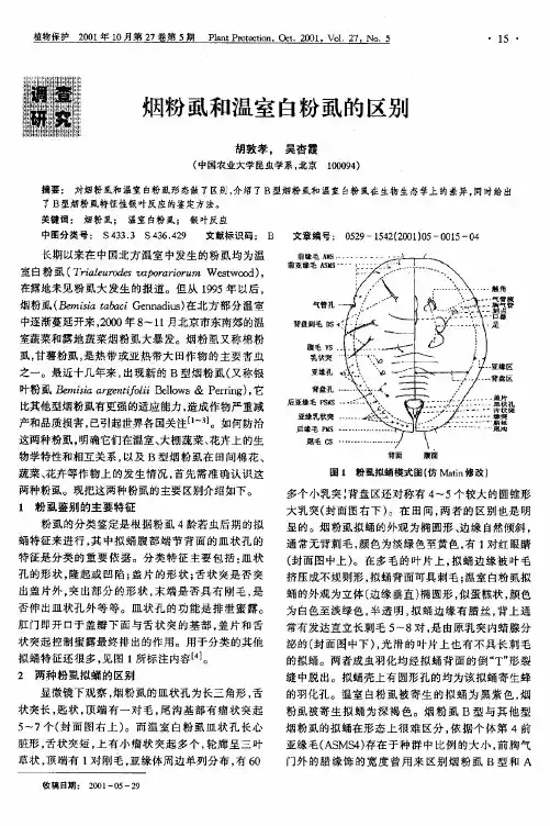 烟粉虱白粉虱区别