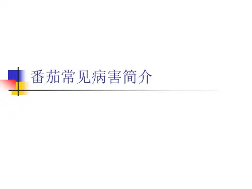 西红柿病害介绍资料