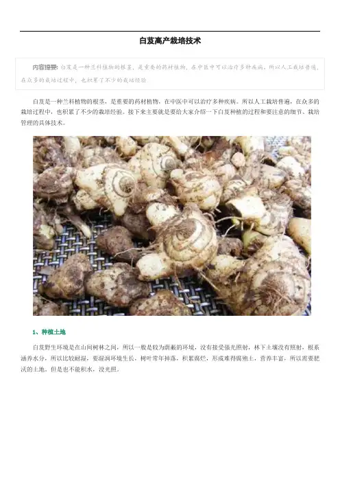 白芨高产栽培技术