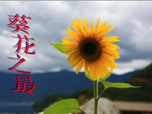 7、葵花之最