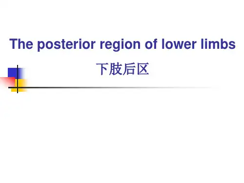 局部解剖学课件之下肢后区双语
