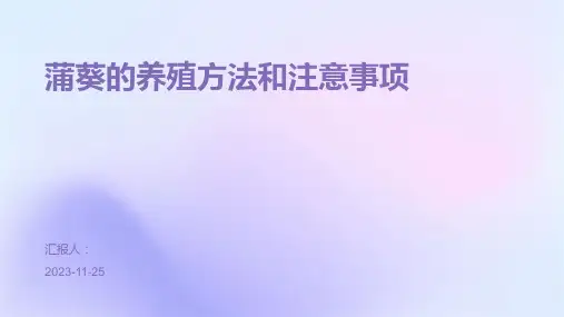 蒲葵的养殖方法和注意事项