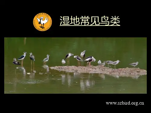 (免费)深圳常见鸟类图鉴,请 大家认识它们爱护它们
