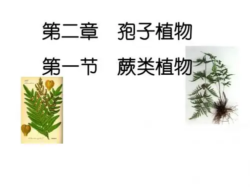 九年级生物蕨类植物
