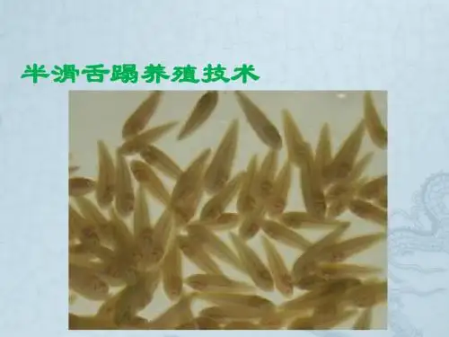 半滑舌蹋养殖技术