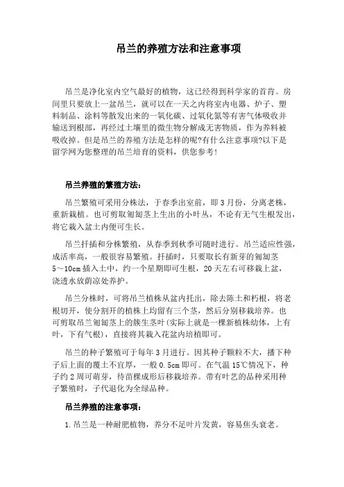 吊兰的养殖方法和注意事项