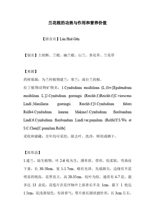 兰花根的功效与作用和营养价值