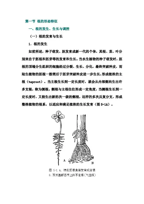 根的形态特征
