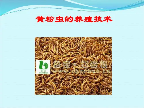 黄粉虫技术