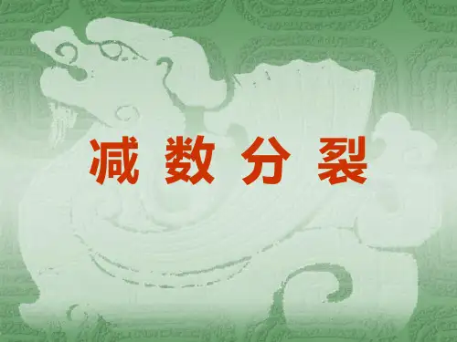 减数分裂(实验)