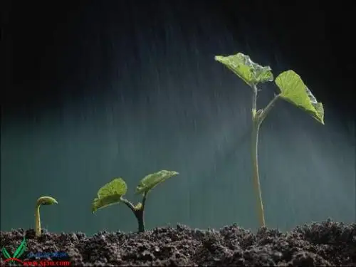 1.《春天的小雨滴滴滴》课件