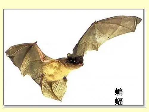 11.蝙蝠和雷达