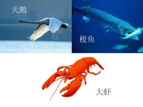 《天鹅大虾和梭鱼》PPT