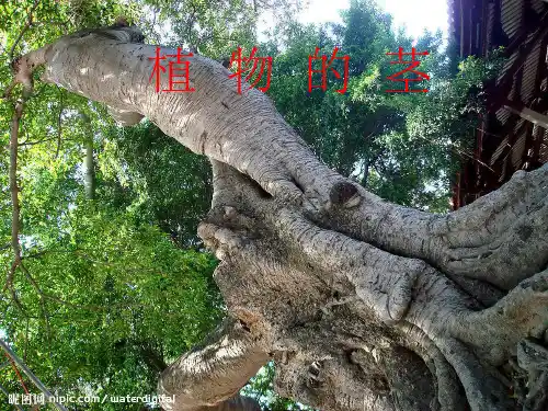 四年级科学植物的茎课件ppt课件