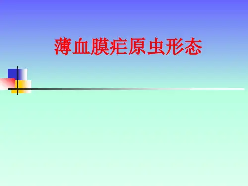 1.薄血膜疟原虫形态讲义