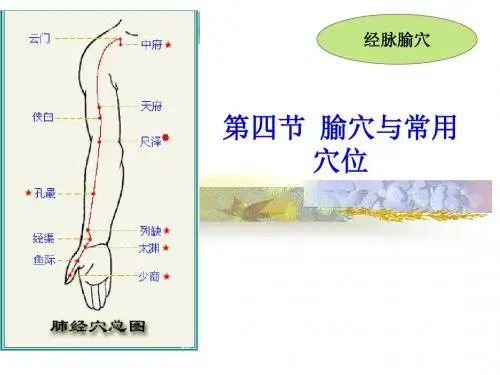 腧穴与常用穴位-文档资料